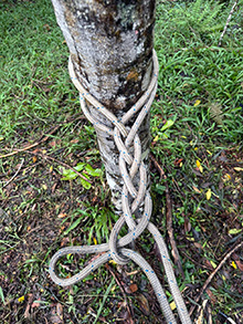 acari_089.jpg
